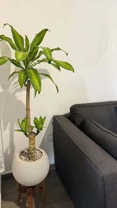Departamento Rufino Lägenhet Playa del Carmen